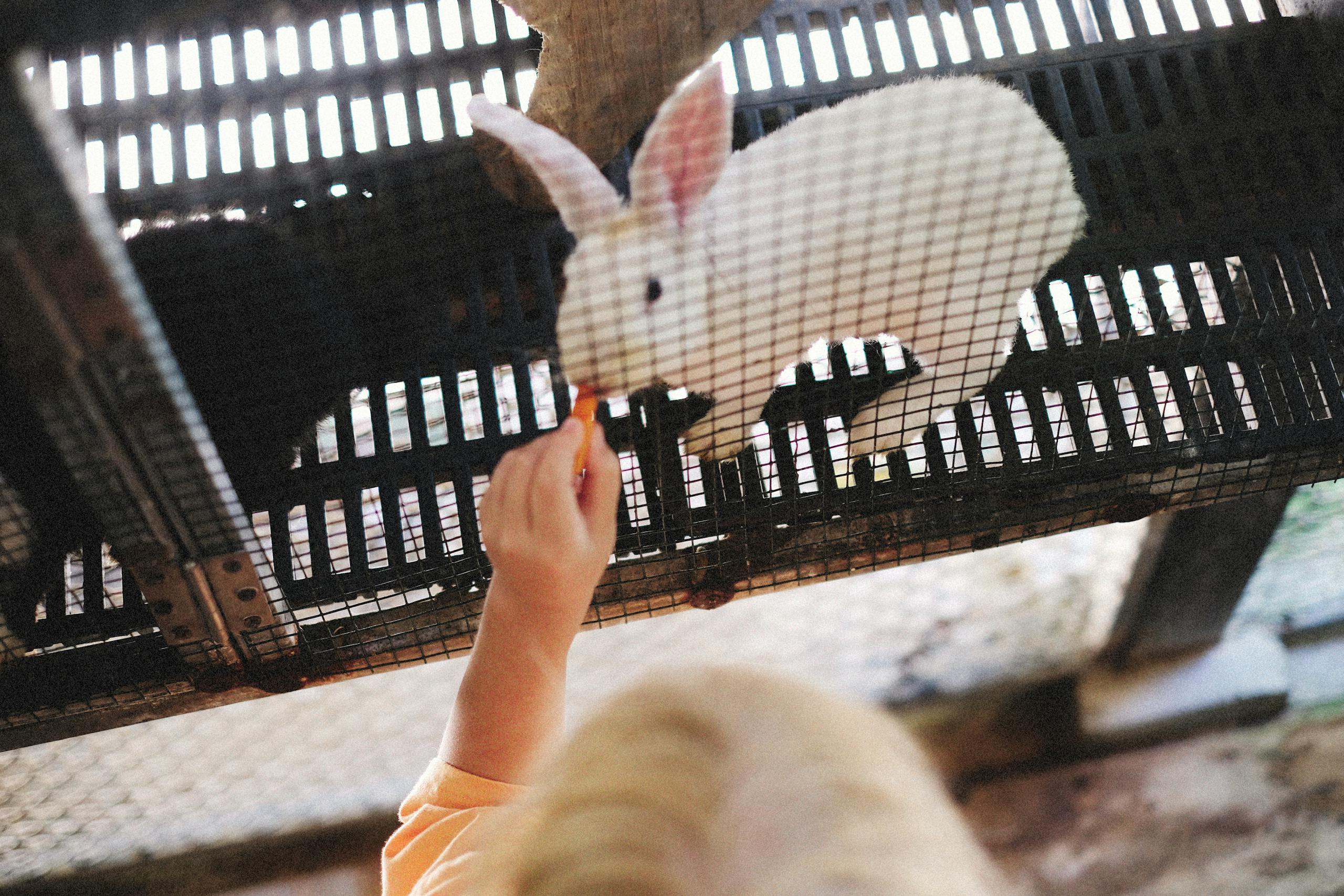 Example of rabbit cages for pet rabbit